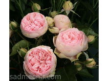 ������� ����� (���) 2,95���.jpg