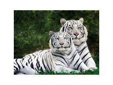 ���������� ����� 38 �� 48 Ag 408-1097 ���..jpg