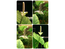 ������� ������� :) 15.01.2015