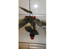 ������� ���������� -