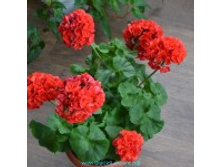 Ainsdale Duke( ���� �� �����).