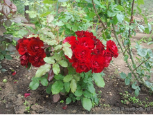 ������������� (���),2,95���.jpg