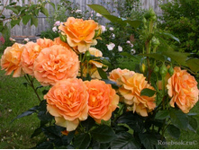 ������� (���),2,95���.jpg