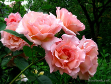 �������� (���),2,95����.jpg