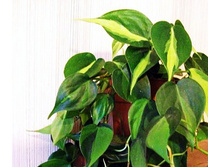 ����������� ��������+/