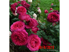 ������ ��������� ��� ���� (���) 2,95���.jpg