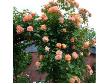 ������,Polka (����),3,24���.jpg