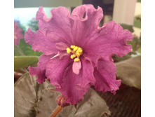 ��-������� ���������.jpg