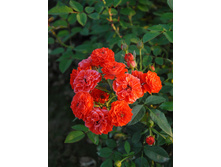 ������� ������ ����������(���),2,95����.jpg