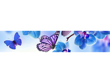 lambreken-orchids-blue.jpg