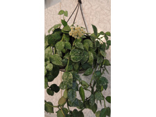 ������� ������