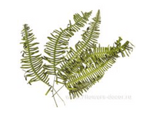 image421 - �����.png