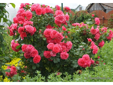 �������� �������,Rosarium Uetersen(����),3,51���.jpg