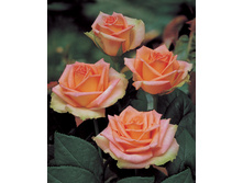 ��������,Versilia (����) 2,95���.jpg