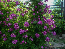 ��������� ��� (���),2,95����.jpg