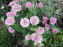 �������� ��� (���),2,95���.jpg