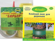 ���� ������ �������