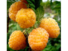 ������ ������ ������.jpg