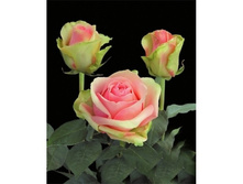 �� �����,La Bella (����) 2,95���.jpg