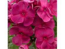 ��������*