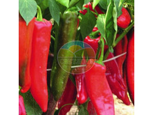 ������ ����� ������� �������� F1 ������ F1 (15 ��).jpg