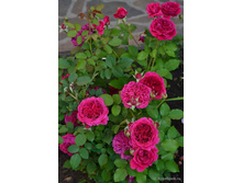 ������ �������,William Shakespeare (����) 3,65����.jpg