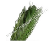 image270 - ����� - ����� - �����.png