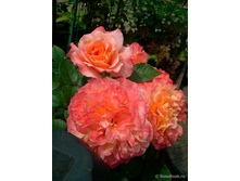 ������� ����� (���) 2,95���.jpg