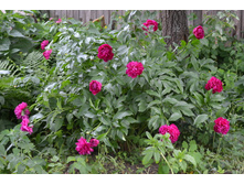 ����������� 0160.jpg