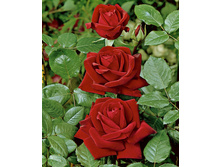 ������ �������,Ingrid Bergman (���) 2,95���.jpg