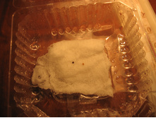 ������ ������