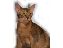 DSC04435-1 �����.jpg