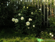 ������,Tineke (����) 2,95���.jpg