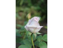 imageSLIQ9A49.jpg