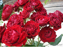 �������� (���),2,95���.jpg