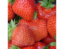 ��������� ������� ������( 5��) (������, �������������)											189