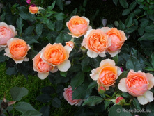 ������,Tamora (����) 3,65����.jpg