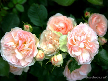 �������� (���),2,95���.jpg