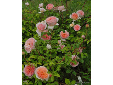 ������� �����,Abraham Darby (����) 3,65����.jpg