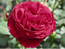 ������ (���) 2,95���.jpeg