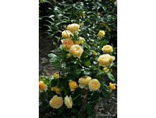 ��������� (���) 2,95���.jpg