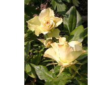 �������,Vanilla(����) 2,95���.jpg