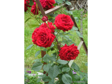 �������,Nahelglut (����),3,24���.jpg