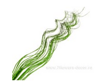 image179 - ����� - ����� - �����.png