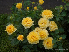 ����� (���),2,95���.jpg