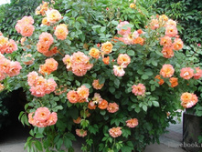 ����������,Westerland (����),3,51���.jpg