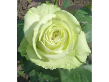 �������,Amandine (����) 2,95���.jpg