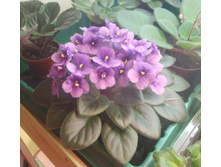 Rob`s Fuddy Duddy.jpg