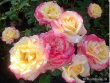 ��������,Laminuette(����) 2,95����.jpg