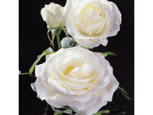 �������, Pascali (����) 2,95���.jpg